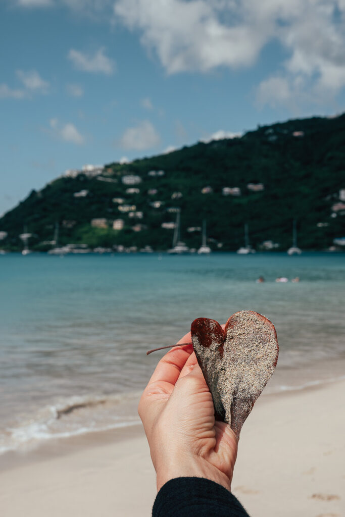 hand holding a leaf at the cane garden bay which is the best beach in tortola