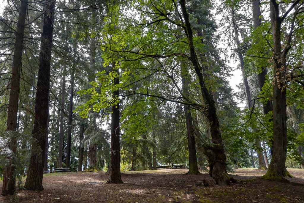 trees in Washington park Portland Oregon which is a place to visit in Portland for one day