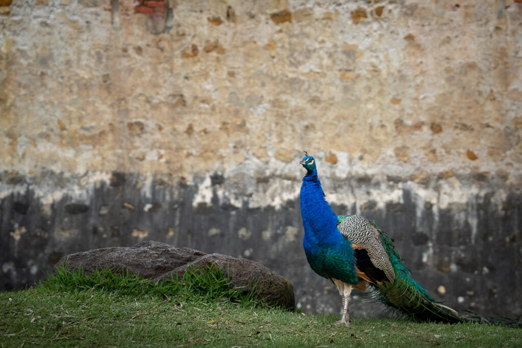 Blue Peacock at Castelo de São Jorge