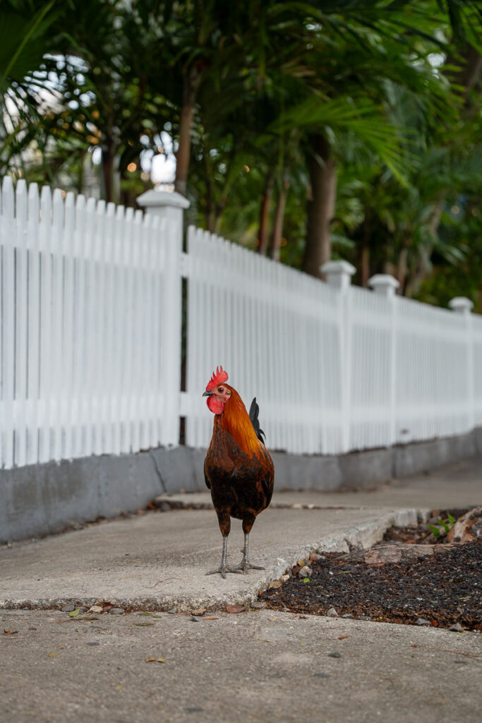 Roosters walking the street one of the Things to Know Before Visiting Key West
